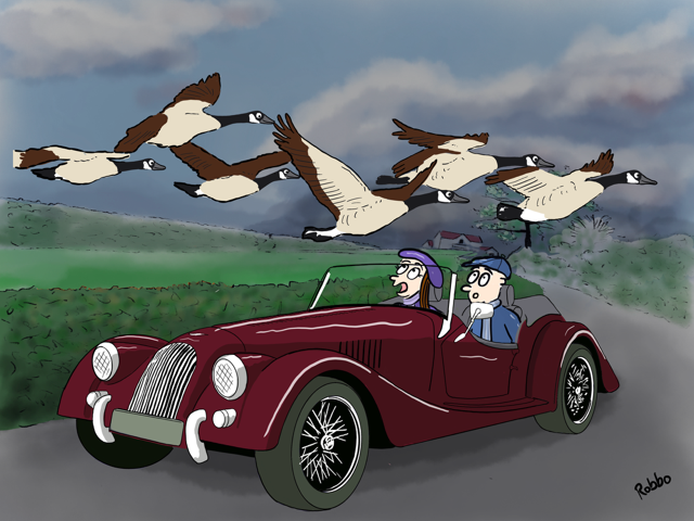 Taking A Gander At A Morgan thumbnail