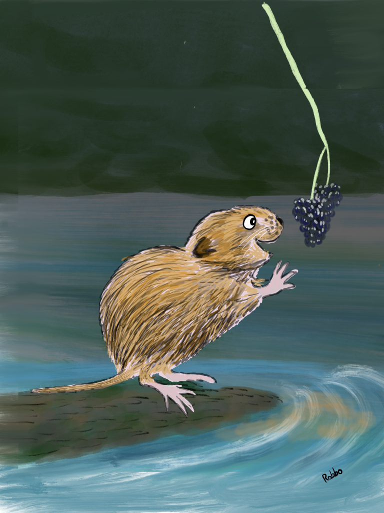 Water vole